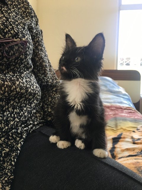 Oreo - Domestic Medium Hair Cat