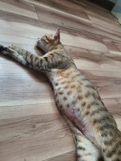 Dian - Domestic Short Hair + Bengal Cat