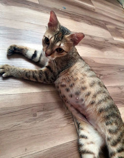 Dian - Domestic Short Hair + Bengal Cat