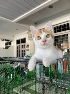 Happy - Domestic Short Hair Cat