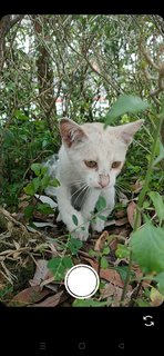 Mia &amp; Miu - Domestic Short Hair Cat