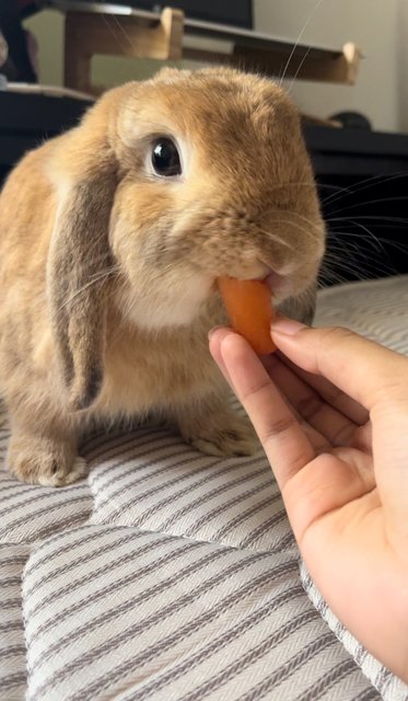 Latte - Holland Lop Rabbit