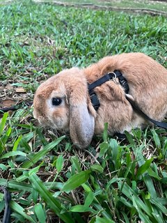 Latte - Holland Lop Rabbit