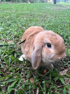 Latte - Holland Lop Rabbit