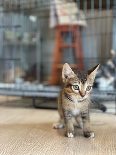 Little Tabby Cat - Domestic Short Hair + Domestic Medium Hair Cat