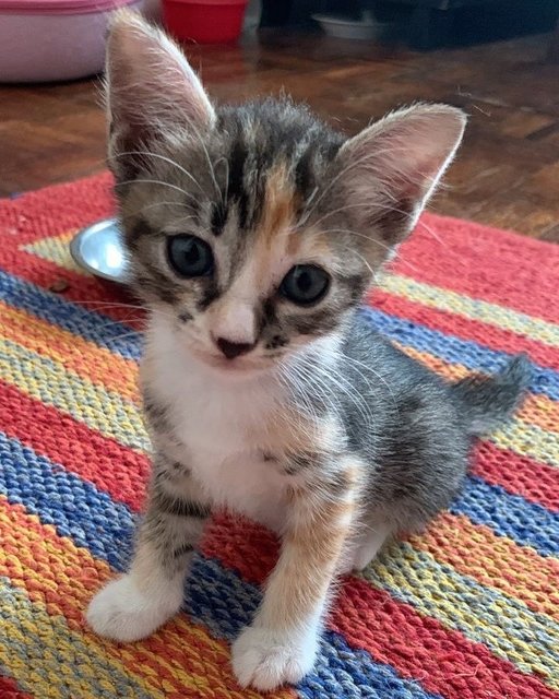 Pumpkin - Domestic Short Hair Cat