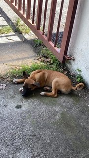 Churr0 (Boxer Looking Pup) - Boxer Mix Dog