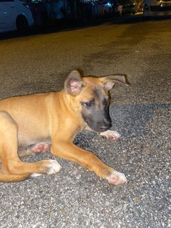 Churr0 (Boxer Looking Pup) - Boxer Mix Dog