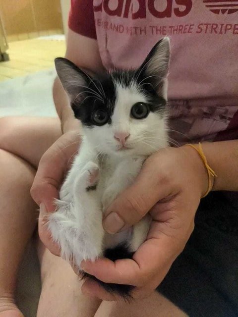 Lucky - Domestic Short Hair Cat