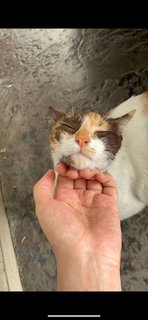 Kit Kat  - Calico Cat