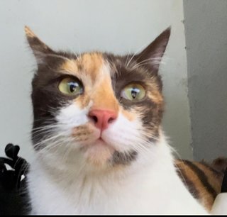 Kit Kat  - Calico Cat