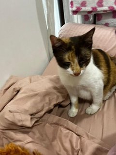 Kit Kat  - Calico Cat