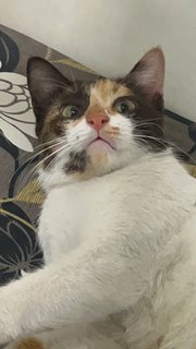 Kit Kat  - Calico Cat