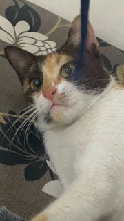 Kit Kat  - Calico Cat