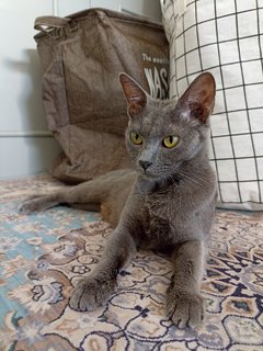 Angel - Korat Cat