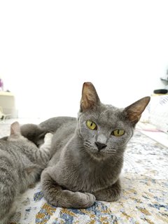 Angel - Korat Cat