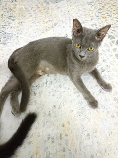 Angel - Korat Cat