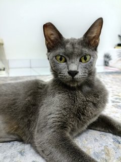 Angel - Korat Cat