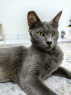 Angel - Korat Cat