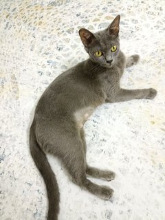 Angel - Korat Cat