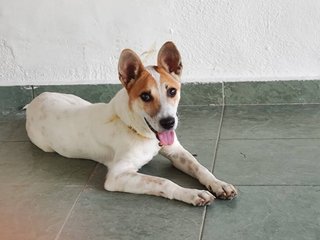 Lucky Junior - Mixed Breed Dog