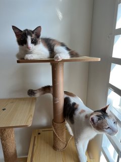 Lola &amp; Min - Domestic Short Hair Cat