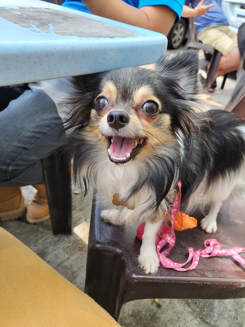 Lady - Chihuahua + Pomeranian Dog