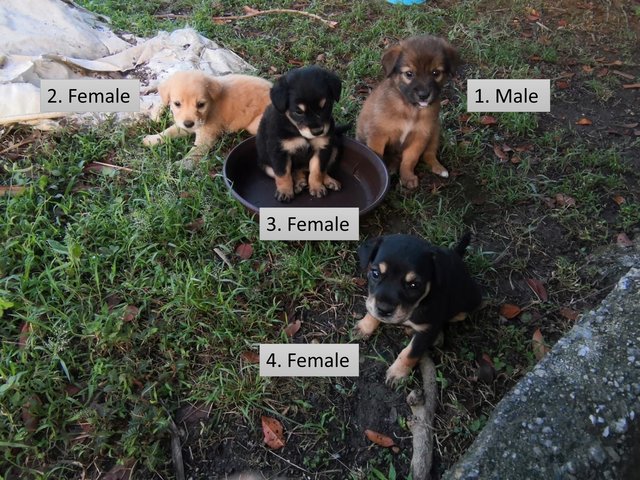 Puppies - Mixed Breed Dog