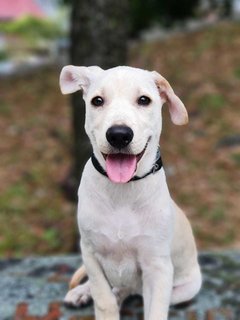 Beige - Mixed Breed Dog