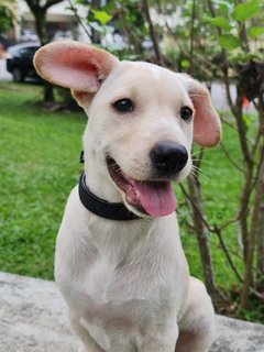 Beige - Mixed Breed Dog