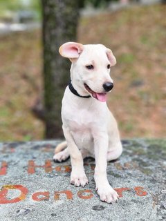 Beige - Mixed Breed Dog