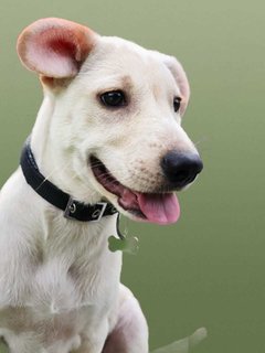 Beige - Mixed Breed Dog