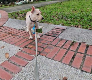 Beige - Mixed Breed Dog