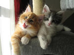 Maine Coon Kittens - Maine Coon Cat