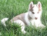 Male And Female Siberian Husky Pupp - Siberian Husky Dog