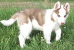 Male And Female Siberian Husky Pupp - Siberian Husky Dog