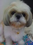 Gigi - Shih Tzu Dog