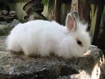 Mini - Angora Rabbit Rabbit