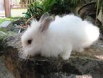 Mini - Angora Rabbit Rabbit