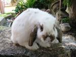 Hl2 - Holland Lop Rabbit