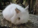 Teddy - Angora Rabbit Rabbit