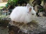 Teddy - Angora Rabbit Rabbit