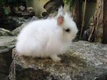 Teddy - Angora Rabbit Rabbit