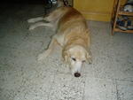 PF12557 - Golden Retriever Dog