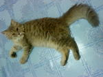 Manja Lara (Lara) - Domestic Long Hair Cat