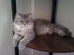 Manja Lara (Lara) - Domestic Long Hair Cat