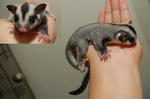 Sugar Glider Baby Pair 1.5ft Cage,  - Sugar Glider Small & Furry