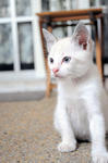 Hunter, 4 months old