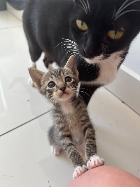 Penelope - Tabby + Domestic Short Hair Cat