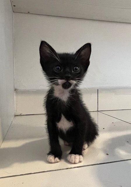 Barney - Tuxedo + Domestic Short Hair Cat